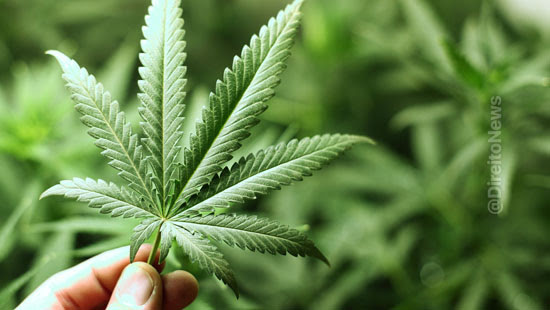 DireitoNews: Justiça autoriza paciente com insônia a plantar cannabis em casa